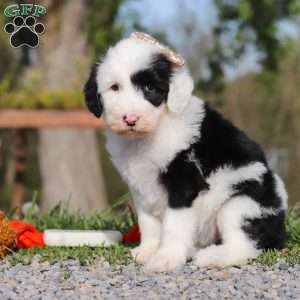 Carla, Sheepadoodle Puppy